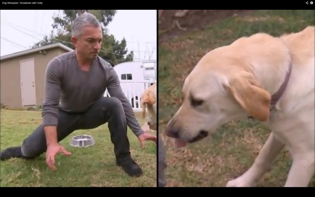 Cesar Millan - Punishment .v Positive Training - Dog ...